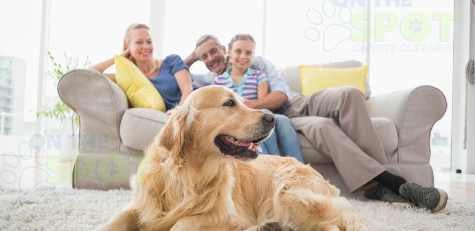 Named Best Furniture Cleaner Utah County Furniture Cleaning