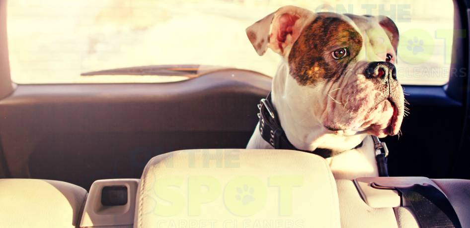 Mobile Car Detail Mobile Auto Detailing Utah