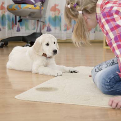 Pet Stain, and Odor Removal