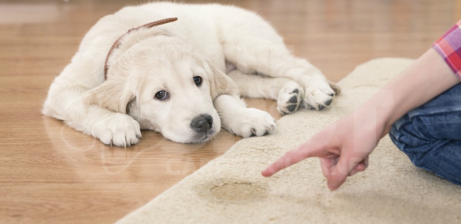 Pet Stain Removal