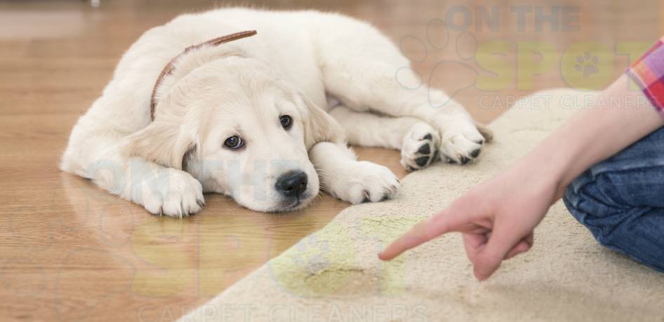 Rug Cleaning Utah