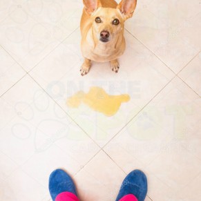 Tile, and Grout Cleaning Utah County